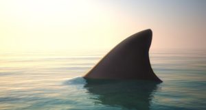 Where the Sharks Are (and What to Do If You're Attacked): An Expert Q&A
